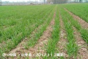 山東省の冬小麦1-2